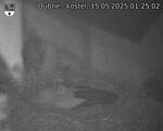 Capi_Dubne_20250515_012502.jpg
