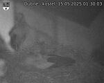 Capi_Dubne_20250515_013003.jpg