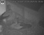 Capi_Dubne_20250515_013502.jpg