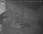 Capi_Dubne_20250515_014502.jpg