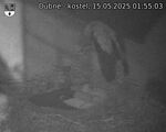 Capi_Dubne_20250515_015503.jpg