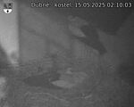 Capi_Dubne_20250515_021003.jpg