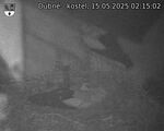 Capi_Dubne_20250515_021502.jpg