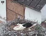 Capi_Dubne_20250515_052002.jpg
