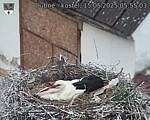 Capi_Dubne_20250515_055503.jpg