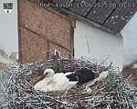 Capi_Dubne_20250515_060003.jpg