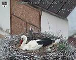 Capi_Dubne_20250515_060503.jpg