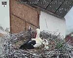 Capi_Dubne_20250515_061002.jpg
