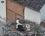 Capi_Dubne_20250515_062003.jpg