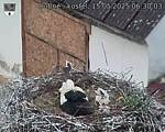 Capi_Dubne_20250515_063003.jpg