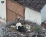 Capi_Dubne_20250515_063502.jpg