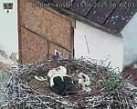 Capi_Dubne_20250515_064003.jpg