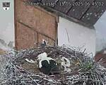 Capi_Dubne_20250515_064502.jpg