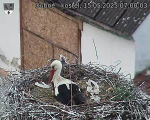 Capi_Dubne_20250515_070003.jpg (1350 x 1080)