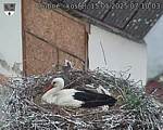 Capi_Dubne_20250515_071003.jpg