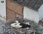 Capi_Dubne_20250515_071503.jpg
