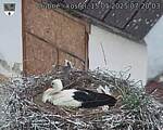 Capi_Dubne_20250515_072003.jpg