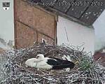 Capi_Dubne_20250515_072502.jpg