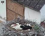 Capi_Dubne_20250515_073003.jpg