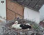 Capi_Dubne_20250515_073502.jpg