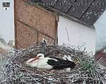 Capi_Dubne_20250515_074003.jpg