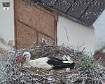 Capi_Dubne_20250515_075003.jpg