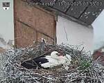 Capi_Dubne_20250515_075503.jpg