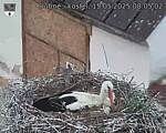 Capi_Dubne_20250515_080502.jpg