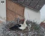 Capi_Dubne_20250515_081503.jpg
