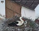 Capi_Dubne_20250515_083003.jpg