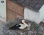 Capi_Dubne_20250515_084002.jpg