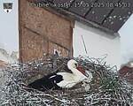 Capi_Dubne_20250515_084503.jpg