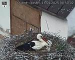 Capi_Dubne_20250515_085002.jpg