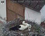 Capi_Dubne_20250515_085503.jpg