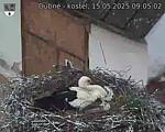 Capi_Dubne_20250515_090502.jpg
