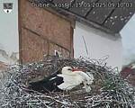 Capi_Dubne_20250515_091003.jpg