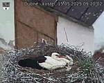 Capi_Dubne_20250515_092002.jpg