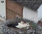 Capi_Dubne_20250515_092503.jpg