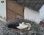 Capi_Dubne_20250515_093002.jpg
