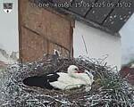Capi_Dubne_20250515_093502.jpg