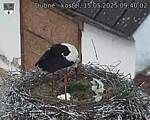 Capi_Dubne_20250515_094002.jpg