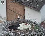 Capi_Dubne_20250515_095002.jpg