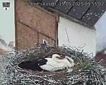Capi_Dubne_20250515_095502.jpg