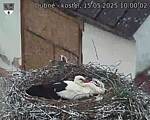 Capi_Dubne_20250515_100002.jpg