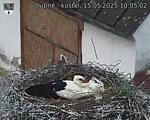 Capi_Dubne_20250515_100502.jpg