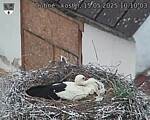 Capi_Dubne_20250515_101003.jpg