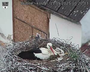 Capi_Dubne_20250515_102003.jpg (1350 x 1080)