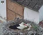 Capi_Dubne_20250515_102503.jpg
