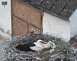 Capi_Dubne_20250515_103002.jpg