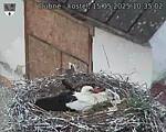 Capi_Dubne_20250515_103502.jpg